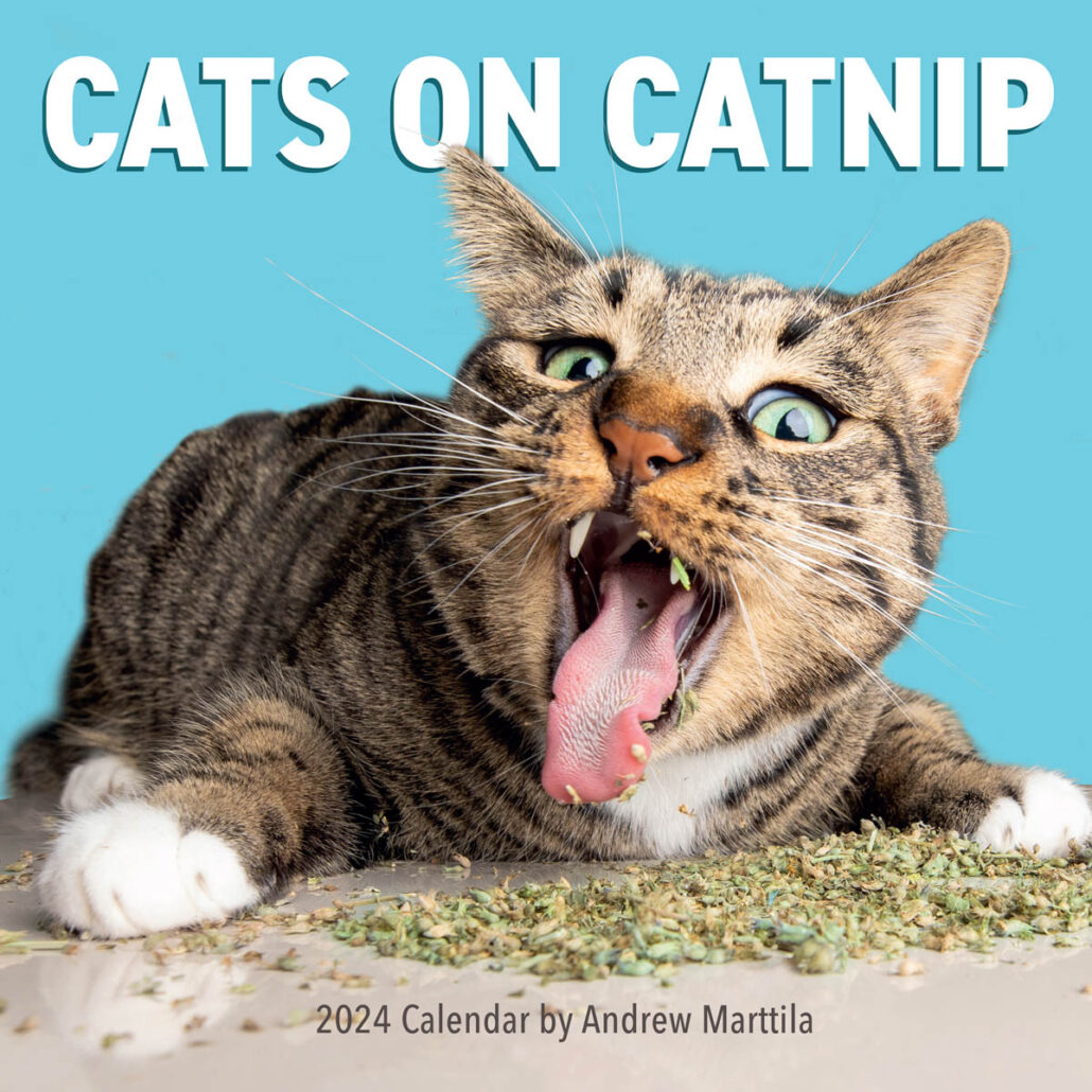 2024 Calendar Cats On Catnip Workman Publishing Borrego Outfitters