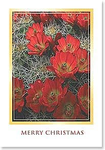 leanin-tree-cactus-bloom-boxed-christmas-cards-borrego-outfitters