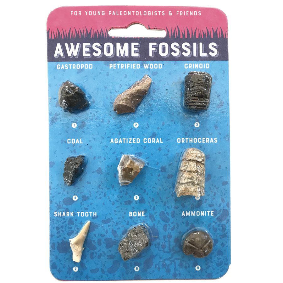Copernicus Awesome Fossils 61130 Borrego Outfitters